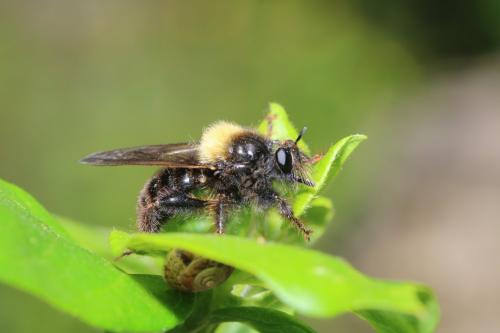 Laphria flava
